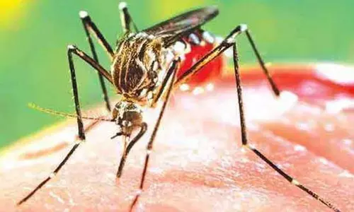 Super spreaders: డెంగ్యూ వ్యాప్తికి కారణమవుతున్న ‘సూపర్ స్ప్రెడర్స్‘.. తాజా అధ్యయనం