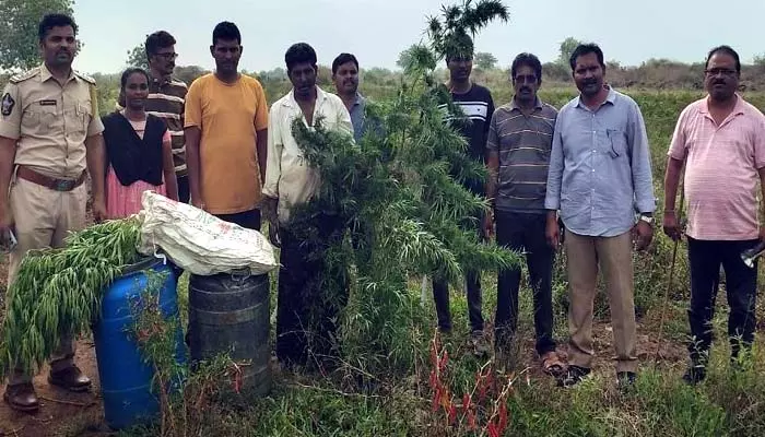 దేవస్థానం సమీపంలో గంజాయి పట్టివేత