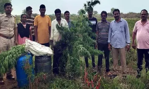 దేవస్థానం సమీపంలో గంజాయి పట్టివేత