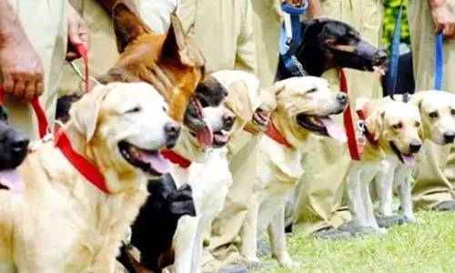 కథా సంవేదన: జాగిలం తెలివి