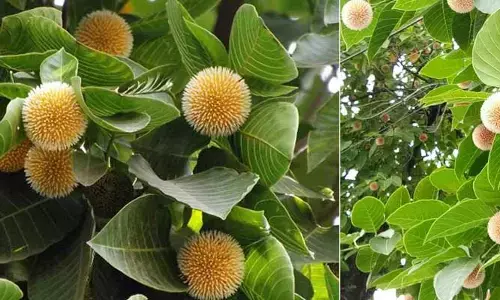 Kadamba Tree: ఈ వృక్షాన్ని పూజిస్తే పాపాలన్నీ తొలగిపోతాయట!