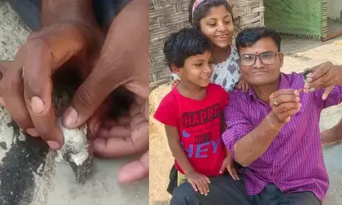 అపస్మారక స్థితిలో ఉన్న పిచ్చుకకి సీపీఆర్..!