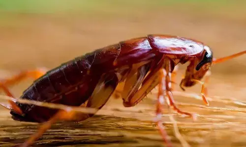 బొద్దింకకు ఎర.. కొత్త శృంగార మార్గం..