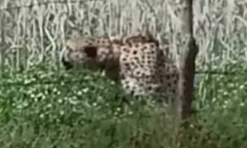 కునో పార్కు నుంచి బయటకొచ్చిన చీతా
