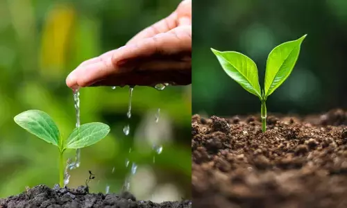 Plants: ఏడుస్తూ అరుస్తున్న మొక్కలు.. నొప్పి, నీటికొరత కారణంగానేనా?