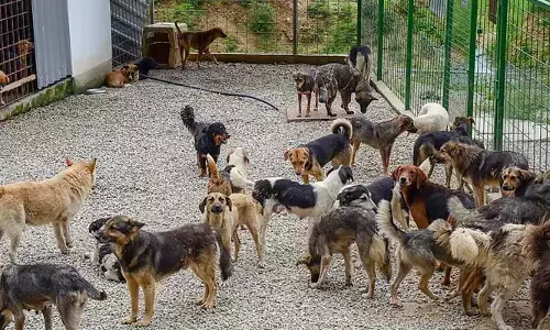 Dogs: ప్రపంచవ్యాప్తంగా తేలిన కుక్కల లెక్క.. అగ్రరాజ్యమే టాప్