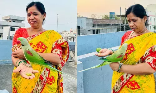 సిద్దిపేటలో సందడి చేస్తున్న మాట్లాడే రామచిలుక