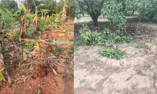Kadapa: రెచ్చిపోయిన ఏనుగులు.. గుండెలు బాదుకుని రైతుల ఆవేదన