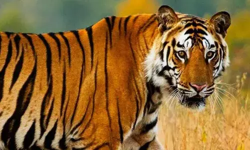 బెంగాల్ టైగర్ మృత్యువాత...
