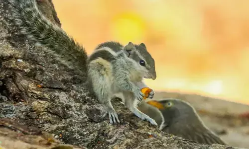 ఉడత సాయం.. బాగు బాగు
