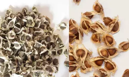 Drumstick Seeds: మునగ గింజలు వల్ల ఎన్ని లాభాలో తెలుసా?