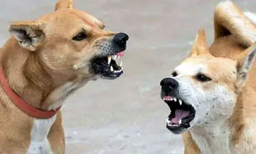 కుక్క కాటుతో మూడేళ్ల చిన్నారి మృతి