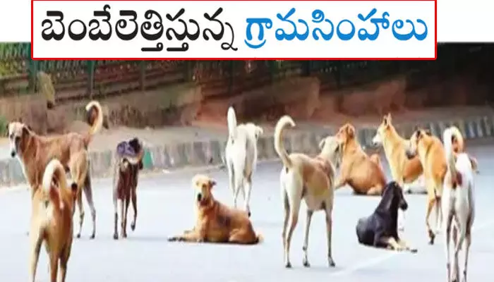 బెంబేలెత్తిస్తున్న గ్రామసింహాలు.. రోడ్డుపై ఒంటరిగా కనిపిస్తే దాడులే బెంబేలెత్తిస్తున్న గ్రామసింహాలు.. రోడ్డుపై ఒంటరిగా కనిపిస్తే దాడులే