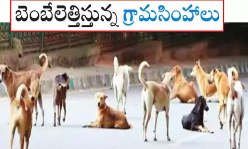 బెంబేలెత్తిస్తున్న గ్రామసింహాలు.. రోడ్డుపై ఒంటరిగా కనిపిస్తే దాడులే