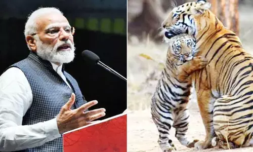 పులుల డేటా విడుదల చేయనున్న మోడీ..ప్రాజెక్టు టైగర్‌కు నేటితో 50 ఏళ్లు పూర్తి..