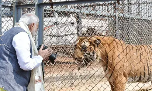 దేశంలో పులుల సంఖ్యను అనౌన్స్ చేసిన ప్రధాని మోడీ