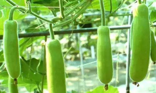 Bottle Gourd:వేసవి కూరగాయ సొరకాయ  తినడం వలన  మన శరీరానికి కలిగే  వల్ల ప్రయోజలేంటో తెలుసా?