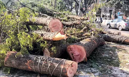 నేలకొరిగిన మహా వృక్షాలు
