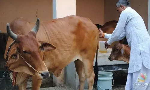 గేదె మూత్రం తాగండి.. గోమూత్రంతో అనారోగ్యం : స్టడీ