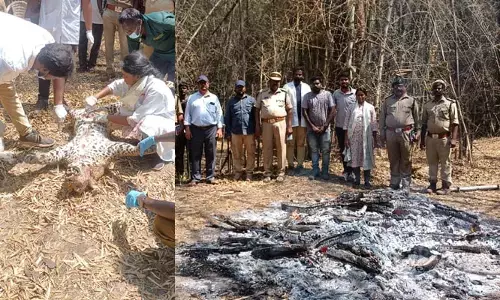 Atmakur: చిరుత మృత్యువాత.. ఆలస్యంగా వెలుగులోకి ఘటన