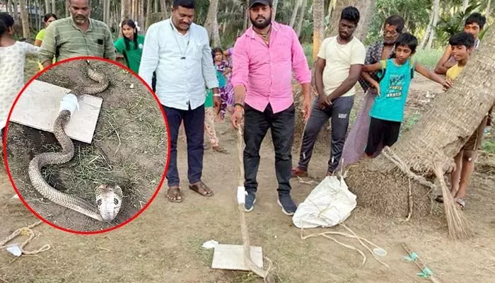 గాయపడిన భారీ తాచుపాము.. గ్రామస్తులు చేసిన పనికి అందరూ షాక్..! గాయపడిన భారీ తాచుపాము.. గ్రామస్తులు చేసిన పనికి అందరూ షాక్..!
