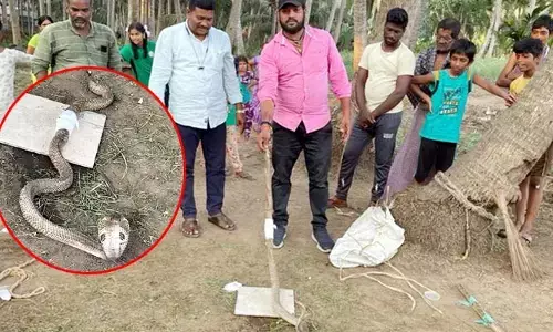 గాయపడిన భారీ తాచుపాము.. గ్రామస్తులు చేసిన పనికి అందరూ షాక్..!