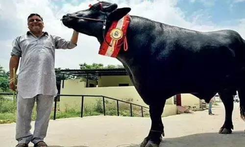 ఈ దున్నను అమ్మితే 30 బెంజ్ కార్లు కొనొచ్చు.. ఎందుకు అంత ఖరీదో తెలుసా..?