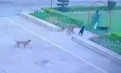 దారుణంగా ఓ వ్యక్తిని చంపిన కుక్కలు.. (వీడియో)