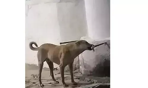 తాగునీటి కోసం మూగజీవాల విలవిల..