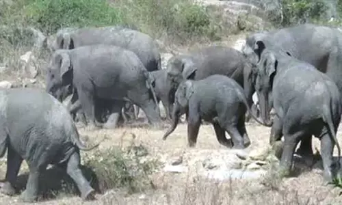 Tirupati: భయం.. భయం.. గుప్పిట్లో ప్రాణాలు!