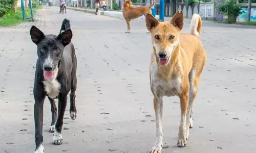 చిన్నారులకు వీధి కుక్కలతో పెళ్లి చేస్తున్న తెగ.. కారణం తెలిస్తే షాకవ్వాల్సిందే?