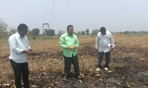 భయం గుప్పిట్లో మక్క సాగు రైతులు...!!