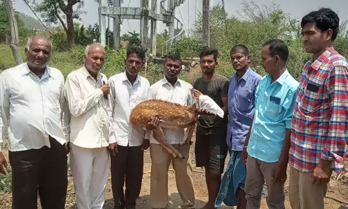 కుక్కల దాడిలో చుక్కల దుప్పికి గాయాలు