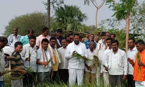 వర్షానికి దెబ్బతిన్న పంటలను పరిశీలించిన టీపీసీసీ ఉపాధ్యక్షులు..