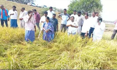 పంట నష్టాన్ని పరిశీలించిన జడ్పీ చైర్ పర్సన్..