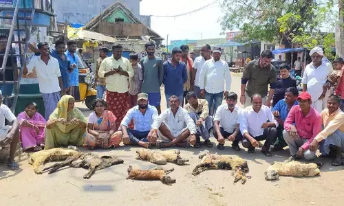 కుక్కల దాడిలో తొమ్మిది గొర్రెలు హతం