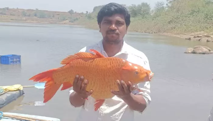 బంగారు వర్ణంతో ఉన్న చేప లభ్యం బంగారు వర్ణంతో ఉన్న చేప లభ్యం
