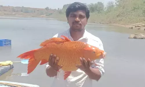 బంగారు వర్ణంతో ఉన్న చేప లభ్యం