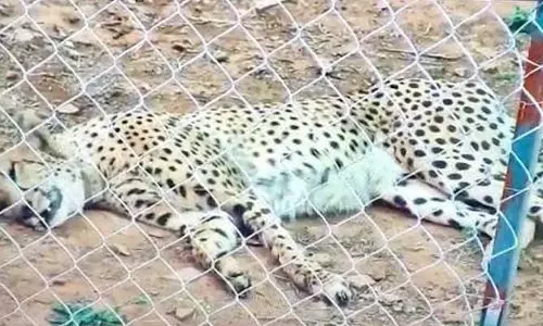 కూనో నేషనల్ పార్క్‌లో మరో చీతా మృతి