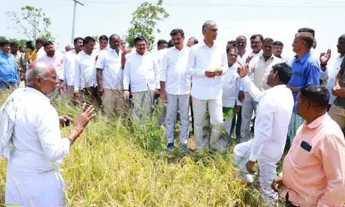 కడగండ్ల వాన మూలంగా రైతులకు తీవ్ర నష్టం : మంత్రి హరీష్ రావు.