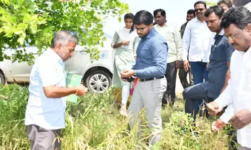 పంట నష్టంపై సమగ్ర నివేదికనివ్వండి : కలెక్టర్ వరుణ్ రెడ్డి