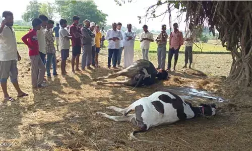 పాడిఆవులను పొట్టన పెట్టుకున్న పిడుగు..