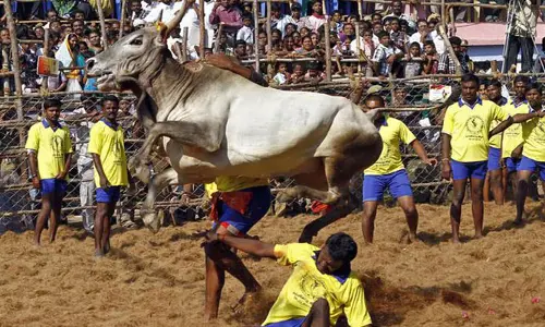 జల్లికట్టు పోటీల్లో తీవ్ర విషాదం.. ఎద్దుల దాడిలో ఇద్దరు స్పాట్ డెడ్