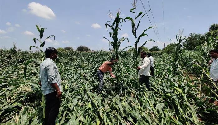 అకాల వర్షాలు...1,500 ఎకరాల్లో పంట నష్టం