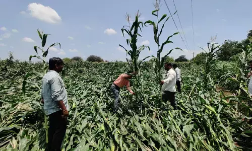 అకాల వర్షాలు...1,500 ఎకరాల్లో పంట నష్టం