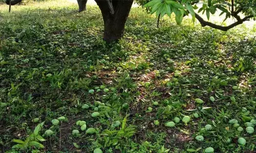 పచ్చడి కాయకు భలే డిమాండ్..