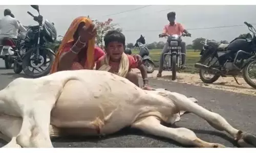 ఆర్టీసీ బస్సు ఢీకొని ఎద్దు మృతి