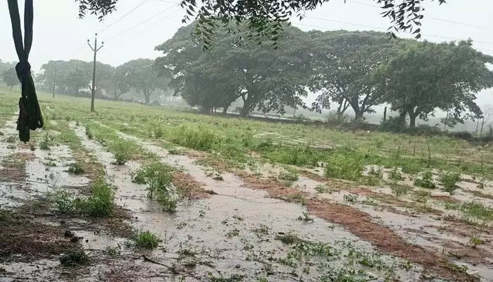 నల్లమల్లలో భారీ వర్షం.. నల్లమల్లలో భారీ వర్షం..