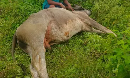 విద్యుత్ షాక్ తో ఎద్దు మృతి