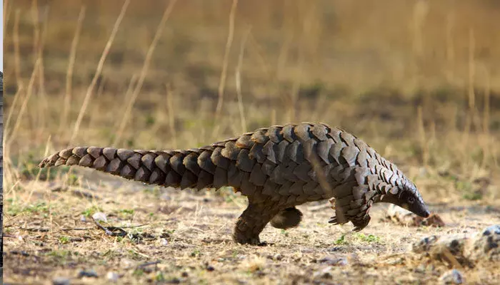 Pangolin trafficking | భూమిపై అత్యంత అక్రమ రవాణా అవుతున్న జంతువు ఏదో తెలుసా?.. దాని ప్రత్యేకత ఏంటి? Pangolin trafficking | భూమిపై అత్యంత అక్రమ రవాణా అవుతున్న జంతువు ఏదో తెలుసా?.. దాని ప్రత్యేకత ఏంటి?